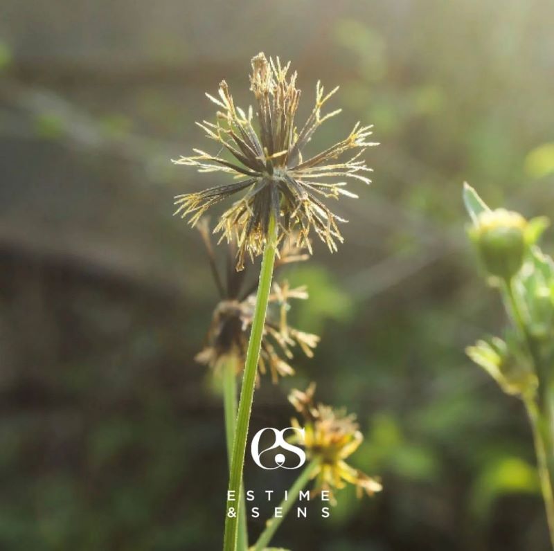 Soothe 8x8
